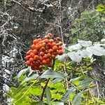 Sorbus scopulina Hedelmä