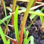 Zephyranthes carinata Blatt