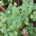 Stachys menthifolia Hoja