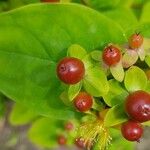 Hypericum androsaemum Frukto