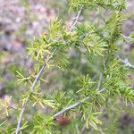 Asparagus umbellatus Leaf