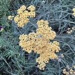 Achillea tomentosa 花