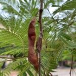 Acaciella angustissima ᱡᱚ