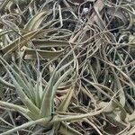 Tillandsia aeranthosFolio