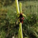 Ophrys insectifera पत्ता
