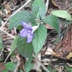 Ruellia geminiflora Levél