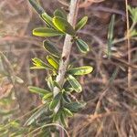 Maerua endlichii Leaf