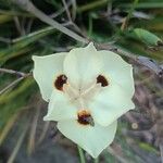 Dietes bicolorFloare