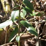 Leucothoe fontanesiana Leaf