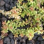 Sedum album Blatt