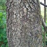 Quercus ithaburensis 樹皮