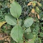 Salix aurita Leaf