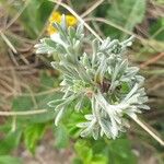 Artemisia maritima ᱥᱟᱠᱟᱢ