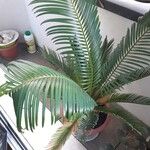 Cycas revoluta Thunb.Blad