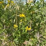 Genista monspessulana Blüte