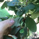 Cotoneaster glaucophyllus Leaf