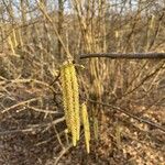 Corylus avellanaFlower