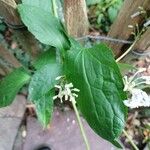 Clematis stans Leaf