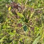 Smilax campestris Anders