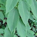 Carpinus cordata Hoja