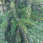 Picea orientalis Leht