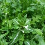 Lamium bifidum Leaf