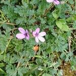 Erodium cicutariumFloare