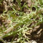 Fumaria parviflora Leaf