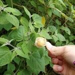 Physalis pubescens Frucht