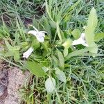 Barleria ventricosa Flower