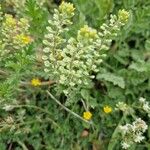 Alyssum alyssoides Fiore