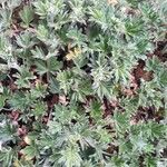 Alchemilla saxatilis Hoja