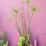 Cyperus haspan Blatt