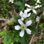 Rubus argutus Çiçek