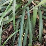 Bromelia pinguin Leaf