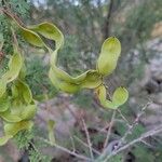 Mimosa aculeaticarpa Fruto