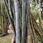 Dendrocalamus giganteus 樹皮