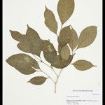 Santiria apiculata Φύλλο