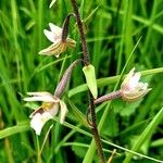 Epipactis palustris Corteza