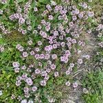 Thymus serpyllum 花