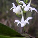 Cyrtorchis ringens Flower