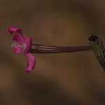 Silene scabriflora Flower