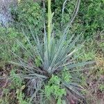 Yucca arkansana Облик