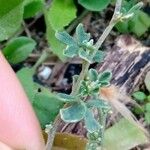 Medicago marina Blatt