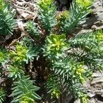 Euphorbia pithyusa Muu