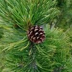 Pinus mugo Hedelmä