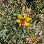 Hoffmannseggia glauca Flower