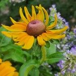 Rudbeckia hirta Flower