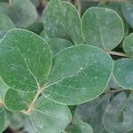 Guaiacum officinale Leaf