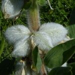 Oxytropis argentata Fruit